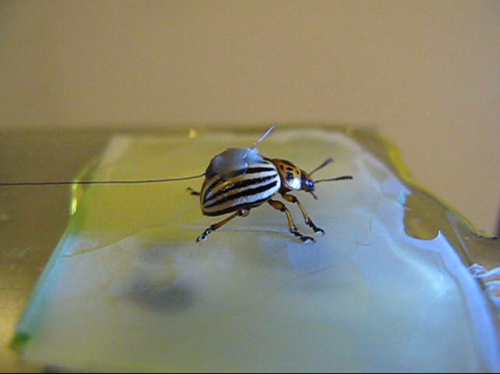 Graphite Insects Researchers develop artificial surfaces insects cannot stick to ...
